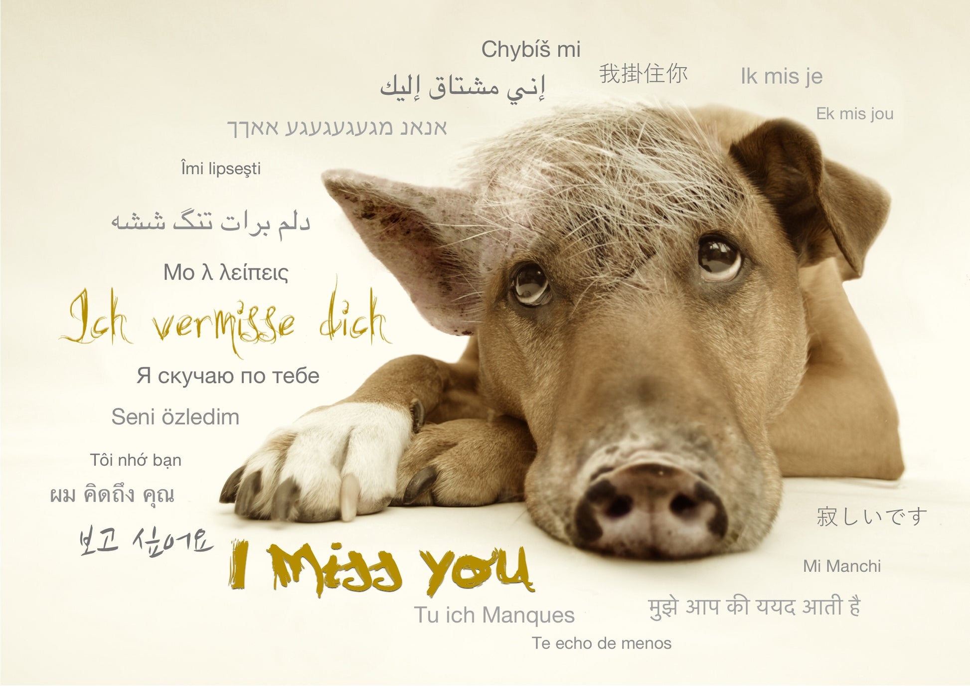 Postkarte "I miss you", in 20 Sprachen - LILLYPARK